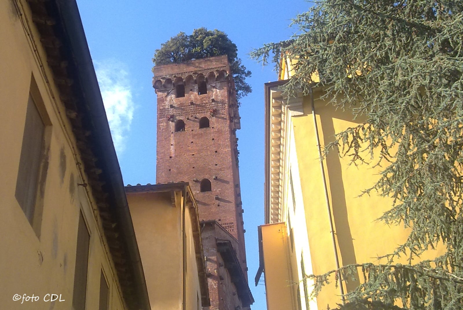 Lucca Torre Guinigi